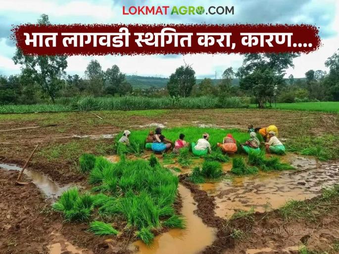 latest news Red alert in most parts of maharashtra instructions to suspend rice cultivation in few districts | राज्यातील बहुतांश भागात रेड अलर्ट, 'या' जिल्ह्यांत भात लागवड स्थगित करण्याच्या सूचना