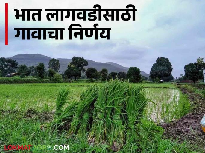 Latest News Single rate for rice cultivation, otherwise no certificates will be available, decision of villagers  | Rice Cultivation : भात लागवडीसाठी एकच दर, अन्यथा दाखले मिळणार नाही, गावकऱ्यांचा निर्णय 