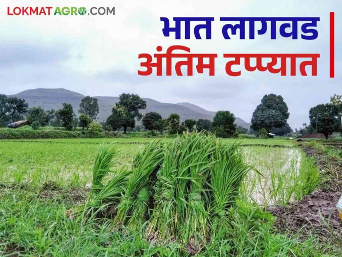 Latest News Paddy planting in Bhandara, Gondia, Gadchiroli, Chandrapur etc districts along with Nashik in final stage | Paddy Cultivation : भात लागवड आली अंतिम टप्प्यात, महिनाभर चालला आनंदाचा सोहळा! Latest News Paddy planting in Bhandara, Gondia, Gadchiroli, Chandrapur etc districts along with Nashik in final stage | Paddy Cultivation : भात लागवड आली अंतिम टप्प्यात, महिनाभर चालला आनंदाचा सोहळा!
