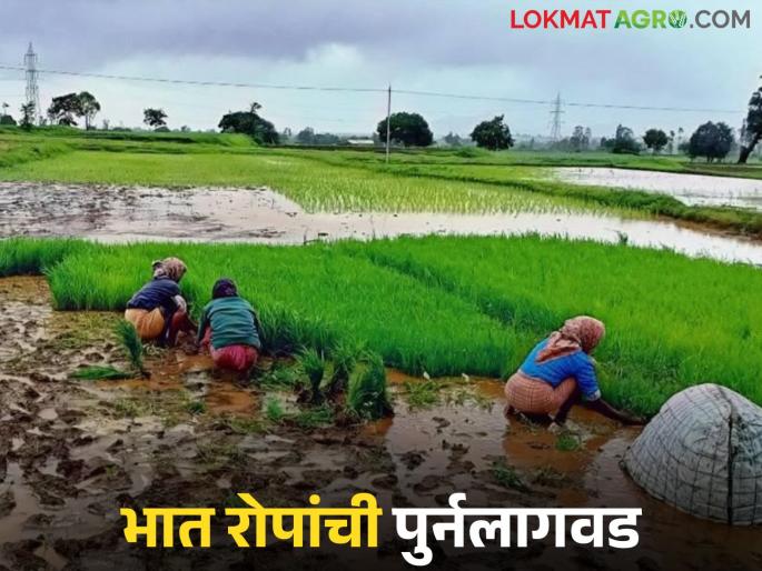 Latest News Bhat lagvad Use of Four-Point Rice Cultivation Technology for More Production | Bhat Lagavad : भात पिकाच्या पुनर्र लागवडीच्या वेळी 'या' चार गोष्टी लक्षात ठेवा, अधिक उत्पादन येईल!