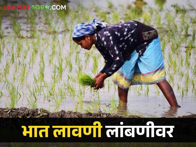 latest News rain lasted delay in paddy cultivation farmers fear of double sowing  | Agriculture News : पावसाची ओढ, भात लागवड लांबणीवर, शेतकऱ्यांना दुबार पेरणीची धास्ती 