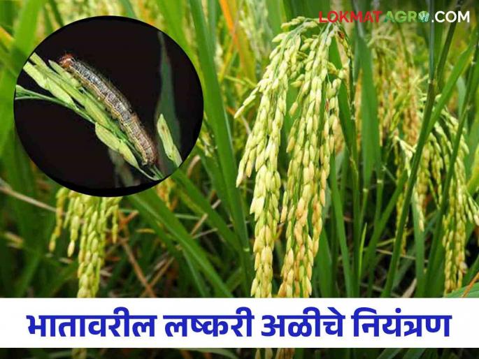 Lashkari Ali : Follow these steps to control fall armyworm in rice crop | Lashkari Ali : भात पिकातील लष्करी अळीचा बंदोबस्त करण्यासाठी असे करा उपाय