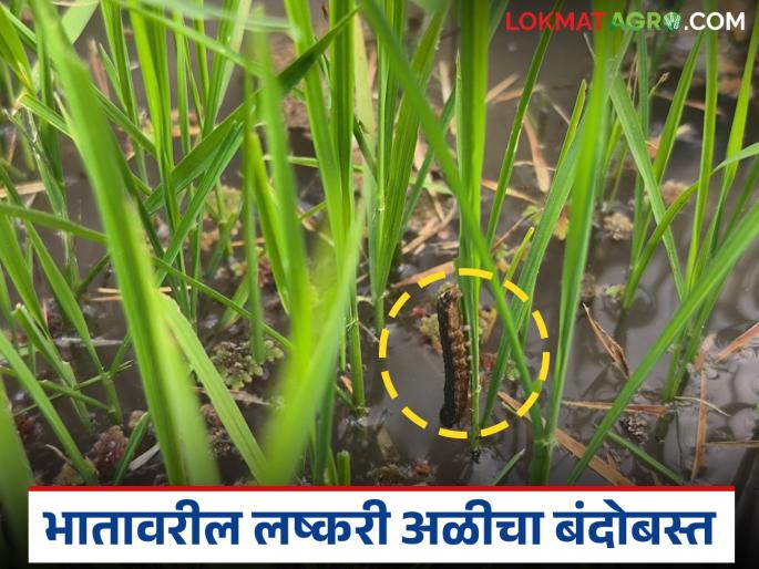 There is a possibility of armyworm infestation in paddy crop; should you take these measures to control it? | भात पिकात लष्करी अळीचा प्रादुर्भाव होण्याची शक्यता; नियंत्रणासाठी करा हे उपाय?
