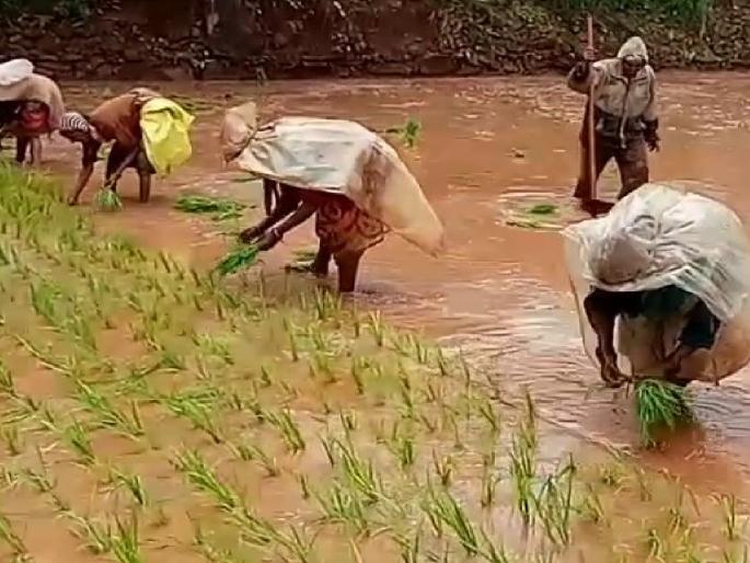 Paddy planting breaks as rains turn away, farmers panic | पावसाने पाठ फिरवल्यामुळे भात लावणीला ब्रेक, शेतकरी हवालदिल  Paddy planting breaks as rains turn away, farmers panic | पावसाने पाठ फिरवल्यामुळे भात लावणीला ब्रेक, शेतकरी हवालदिल