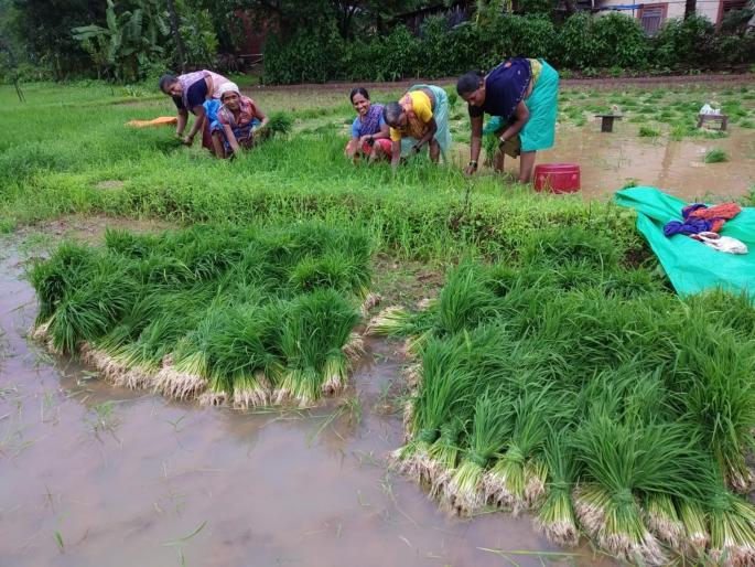In the last phase of the work of rice plantation, the victims sacrificed due to increased rainfall | भात लावणीची कामे अंतिम टप्प्यात, पावसाचा जोर वाढल्याने बळीराजा सुखावला  In the last phase of the work of rice plantation, the victims sacrificed due to increased rainfall | भात लावणीची कामे अंतिम टप्प्यात, पावसाचा जोर वाढल्याने बळीराजा सुखावला