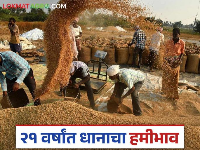 latest News paddy farming Paddy support price hiked by only Rs 1750 in 21 years | Paddy Farming : 21 वर्षात धान पिकाच्या हमीभावाने काय दिलं? जाणून घ्या सविस्तर latest News paddy farming Paddy support price hiked by only Rs 1750 in 21 years | Paddy Farming : 21 वर्षात धान पिकाच्या हमीभावाने काय दिलं? जाणून घ्या सविस्तर