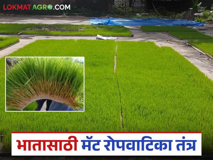 Now prepare rice seedlings in 12 to 15 days; How to make a nursery? Know in detail | आता १२ ते १५ दिवसांतच तयार करा भाताची रोपे; कशी कराल रोपवाटिका? जाणून घ्या सविस्तर