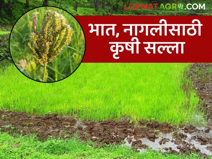 Latest News Till what date can rice be sown What is advice for Nagli lagvad Read in detail | Bhat Perani : भात पेरणी किती तारखेपर्यंत करता येईल? नागलीसाठी काय सल्ला? वाचा सविस्तर Latest News Till what date can rice be sown What is advice for Nagli lagvad Read in detail | Bhat Perani : भात पेरणी किती तारखेपर्यंत करता येईल? नागलीसाठी काय सल्ला? वाचा सविस्तर