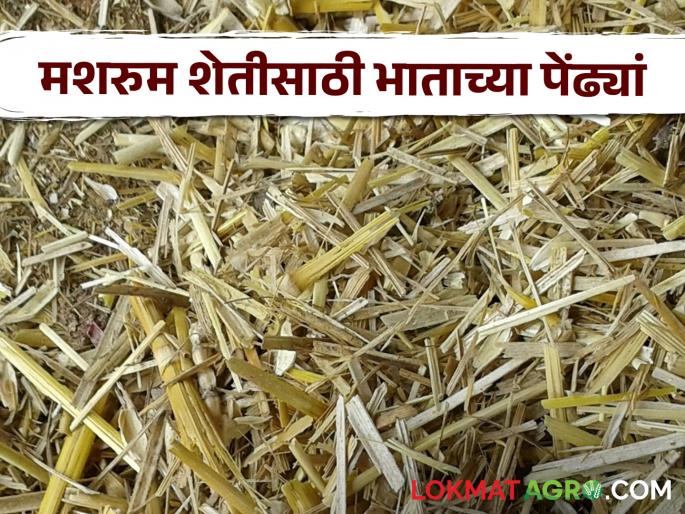 Latest News Use rice straw for mushroom farming and save money, know in detail | Mushroom Farming : मशरूम शेतीसाठी भाताचा पेंढ्या वापरा अन् पैसे वाचवा, जाणून घ्या सविस्तर  Latest News Use rice straw for mushroom farming and save money, know in detail | Mushroom Farming : मशरूम शेतीसाठी भाताचा पेंढ्या वापरा अन् पैसे वाचवा, जाणून घ्या सविस्तर