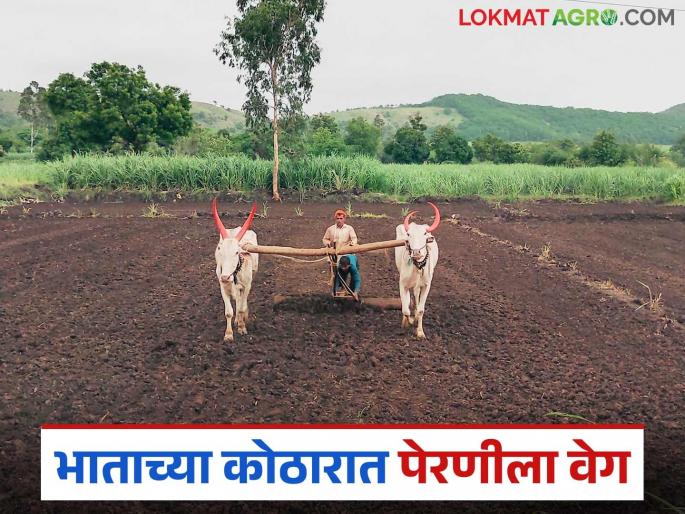 Sowing is speeding up in rice granaries in Sangli district; Which varieties do farmers prefer? | सांगली जिल्ह्यातील भाताच्या कोठारात पेरणीला वेग; शेतकऱ्यांची कोणत्या वाणांना पसंती? Sowing is speeding up in rice granaries in Sangli district; Which varieties do farmers prefer? | सांगली जिल्ह्यातील भाताच्या कोठारात पेरणीला वेग; शेतकऱ्यांची कोणत्या वाणांना पसंती?