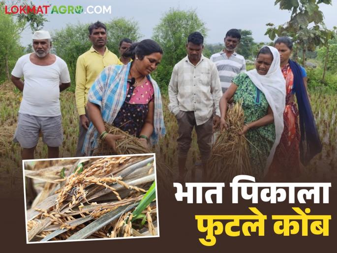 Latest News Rain Crop Damage Rice crop sprouts, 100 percent loss, farmers in crisis at harvest time | भात पिकाला फुटले कोंब, 100 टक्के नुकसान, ऐन काढणीच्या वेळी शेतकऱ्यांवर संकट  Latest News Rain Crop Damage Rice crop sprouts, 100 percent loss, farmers in crisis at harvest time | भात पिकाला फुटले कोंब, 100 टक्के नुकसान, ऐन काढणीच्या वेळी शेतकऱ्यांवर संकट