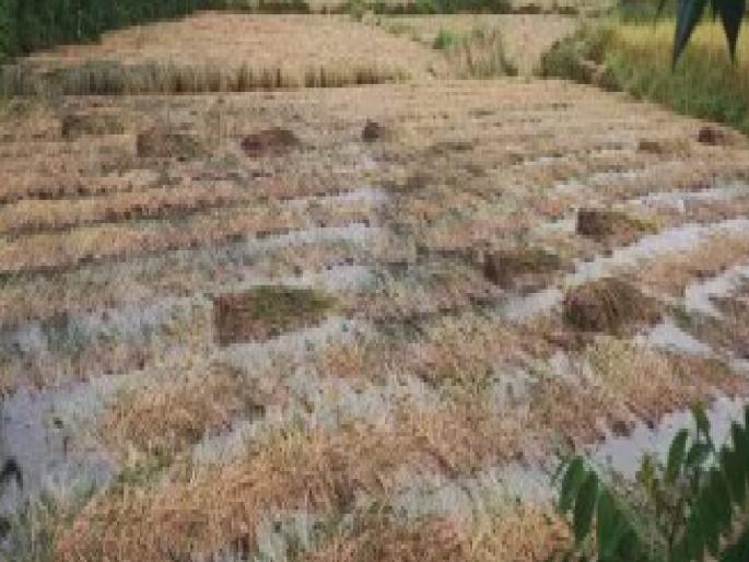 Crops on 1270.61 hectares area destroyed in Sindhudurg due to rain | शेतकऱ्यांच्या स्वप्नांवर पावसाने फेरले पाणी; सिंधुदुर्गात १२७०.६१ हेक्टर क्षेत्रावरील पीक उद्ध्वस्त