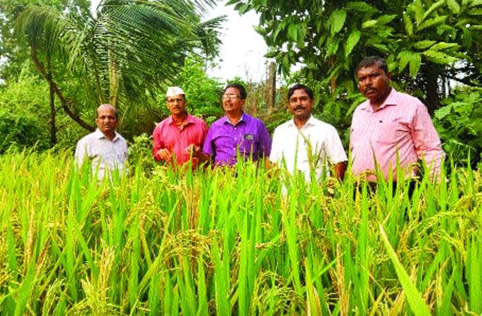 Water management needs for rice crop | भात पिकासाठी पाणी व्यवस्थापनाची गरज