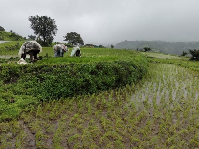 Relief to the rice crop! Arrival of rain in tribal belt of Malshej pune latest news | भात पिकाला दिलासा! माळशेजच्या आदिवासी पट्ट्यात पावसाचे आगमन Relief to the rice crop! Arrival of rain in tribal belt of Malshej pune latest news | भात पिकाला दिलासा! माळशेजच्या आदिवासी पट्ट्यात पावसाचे आगमन