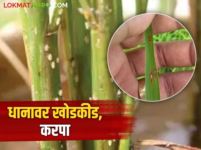 Latest News Control the infestation of stem borer and scab on summer rice crop see details | Bhat Karpa : उन्हाळी भात पिकावर खोडकिडा, करप्याचा प्रादुर्भाव, असे करा नियंत्रण 