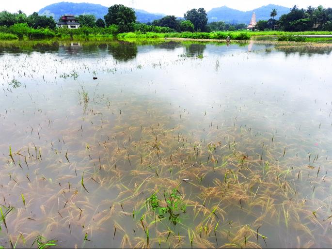 Paddy cultivation under flood waters, continuous rains | भातशेती पुराच्या पाण्याखाली, पावसाची संततधार