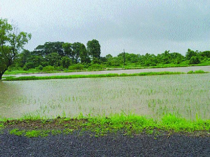 Paddy cultivation erupted with satisfactory rainfall in the pen | पेणमध्ये समाधानकारक पावसाने भातशेती बहरली Paddy cultivation erupted with satisfactory rainfall in the pen | पेणमध्ये समाधानकारक पावसाने भातशेती बहरली