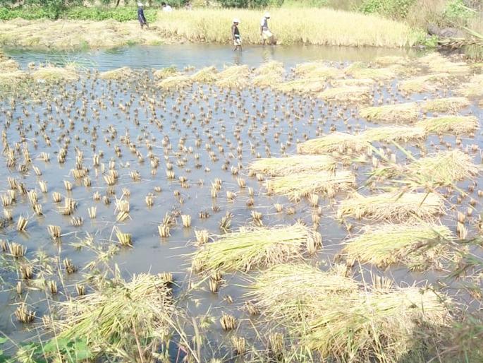 'Pay for paddy, do not be afraid'; The farmers are angry | ‘भातशेतीची भरपाई द्या, भीक नको’; शेतकरी संतप्त 'Pay for paddy, do not be afraid'; The farmers are angry | ‘भातशेतीची भरपाई द्या, भीक नको’; शेतकरी संतप्त