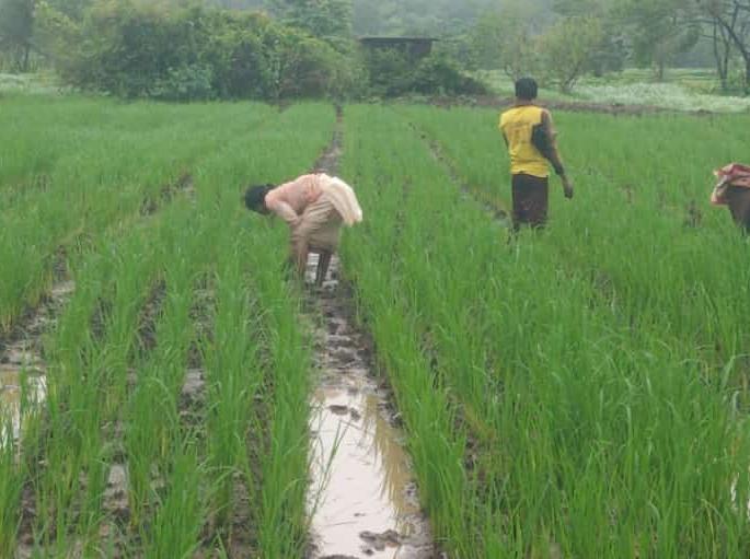 due to quality rice crop of saguna rice cultivation of lavani in thane district is on the brink of expiration | सगुणाच्या दर्जेदार भात पिकामुळे ठाणे जिल्ह्यातील लावणीची भातशेती कालबाह्यच्या उंबरठ्यावर! due to quality rice crop of saguna rice cultivation of lavani in thane district is on the brink of expiration | सगुणाच्या दर्जेदार भात पिकामुळे ठाणे जिल्ह्यातील लावणीची भातशेती कालबाह्यच्या उंबरठ्यावर!