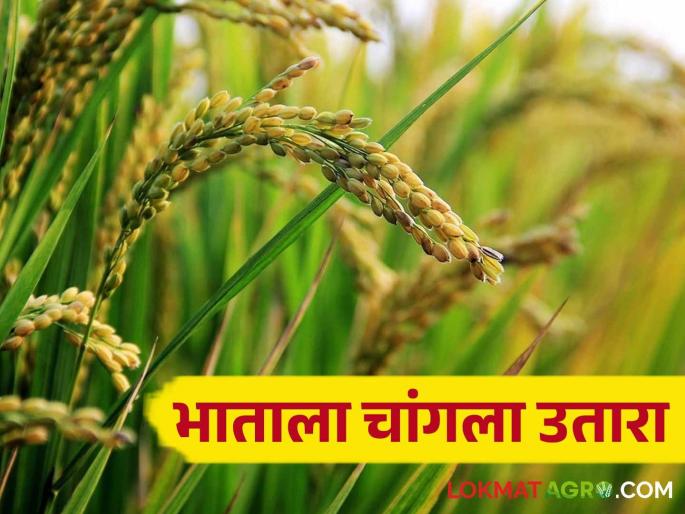 Bhat Utpadan : Significant increase in rice yield twenty bags produced in fourteen gunta area | Bhat Utpadan : भात उत्पन्नामध्ये भरघोस वाढ चौदा गुंठ्यांत वीस पोती उत्पादन Bhat Utpadan : Significant increase in rice yield twenty bags produced in fourteen gunta area | Bhat Utpadan : भात उत्पन्नामध्ये भरघोस वाढ चौदा गुंठ्यांत वीस पोती उत्पादन