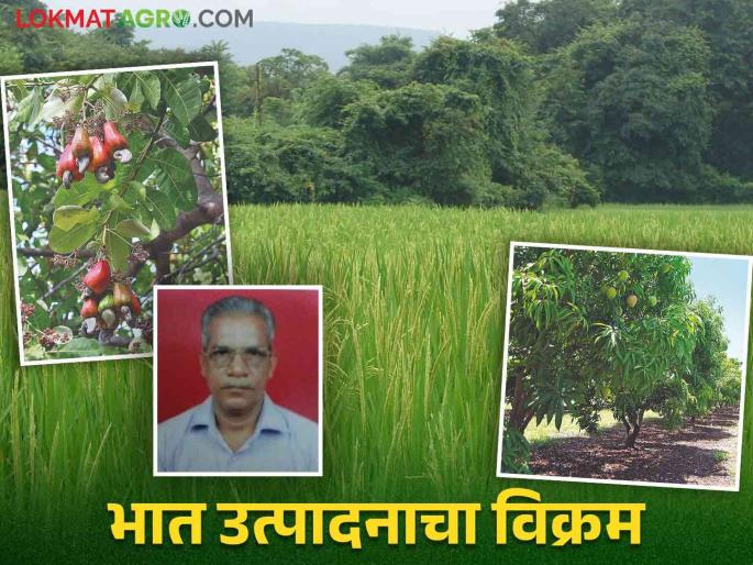 Farmer Success Story : Chandrakant set a record by producing 192 quintals of rice in 24 bundles | Farmer Success Story : चंद्रकांत यांनी २४ गुंठ्यात १९२ क्विंटल भाताचे उत्पादन घेऊन केला विक्रम Farmer Success Story : Chandrakant set a record by producing 192 quintals of rice in 24 bundles | Farmer Success Story : चंद्रकांत यांनी २४ गुंठ्यात १९२ क्विंटल भाताचे उत्पादन घेऊन केला विक्रम