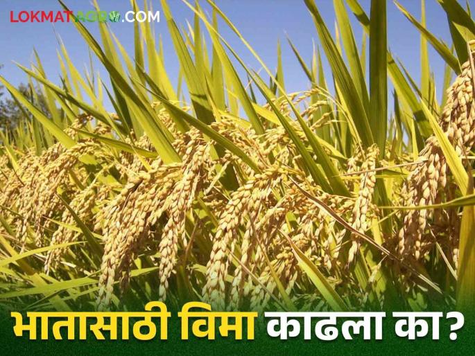 Pikvima: Insurance of 50 thousand for paddy crop is available for one rupee | Pikvima: भात पिकासाठी एक रुपयात मिळतोय ५० हजारांचा विमा Pikvima: Insurance of 50 thousand for paddy crop is available for one rupee | Pikvima: भात पिकासाठी एक रुपयात मिळतोय ५० हजारांचा विमा