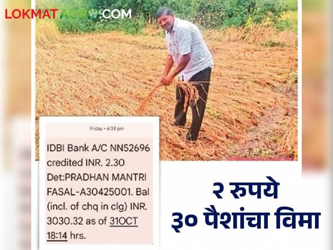 Only Rs 2.30 compensation was received in the farmer's account for the loss of the rice crop. | भात पिकाच्या नुकसानीपोटी शेतकऱ्याच्या खात्यावर आली फक्त दोन रुपये ३० पैसे भरपाई