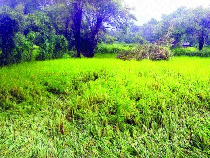 The loss of rice crop in the district is 1480 hector | वादळाचे थैमान, जिल्ह्यात १४८० हेक्टरवरील भात पिकाचे नुकसान The loss of rice crop in the district is 1480 hector | वादळाचे थैमान, जिल्ह्यात १४८० हेक्टरवरील भात पिकाचे नुकसान