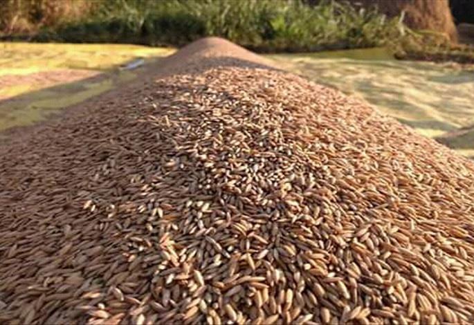 The government has run out of money to buy rice | सरकारी भात खरेदीचे पैसे रखडले