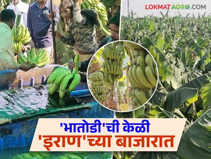 Farmer Success Story: Shankarrao did a huge experiment by producing 25 lakhs worth of bananas in five acres. Read in detail | Farmer Success Story : पाच एकरांत २५ लाखांचे केळी उत्पादन घेऊन शंकररावांनी केला भारी प्रयोग वाचा सविस्तर Farmer Success Story: Shankarrao did a huge experiment by producing 25 lakhs worth of bananas in five acres. Read in detail | Farmer Success Story : पाच एकरांत २५ लाखांचे केळी उत्पादन घेऊन शंकररावांनी केला भारी प्रयोग वाचा सविस्तर