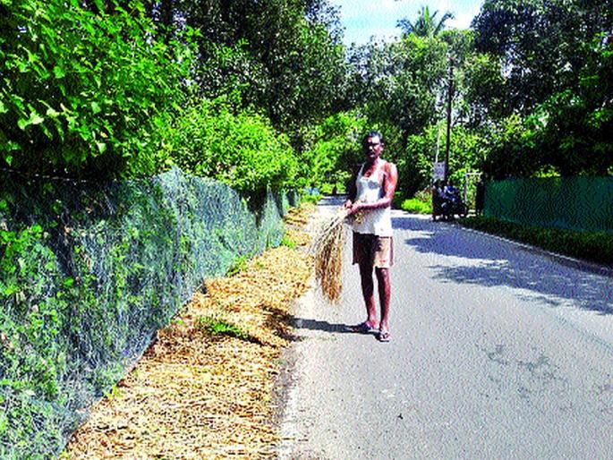 Rice ruins rice paddy of farmer | पावसाने भातपिकाची नासाडी Rice ruins rice paddy of farmer | पावसाने भातपिकाची नासाडी