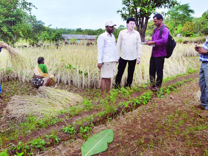 Ratnagiri district has a loss of Rs | रत्नागिरी जिल्ह्यात भातशेतीचे २६ कोटी ७५ लाखांचे नुकसान