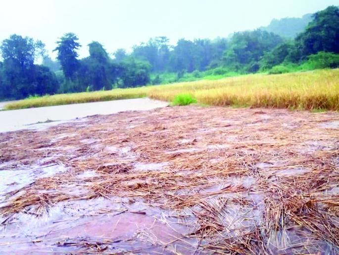 The stay of the return rain increased ?, Baliraja's soul became more terrible | परतीच्या पावसाचा मुक्काम वाढला?, बळीराजाच्या जीवाला अधिकच घोर