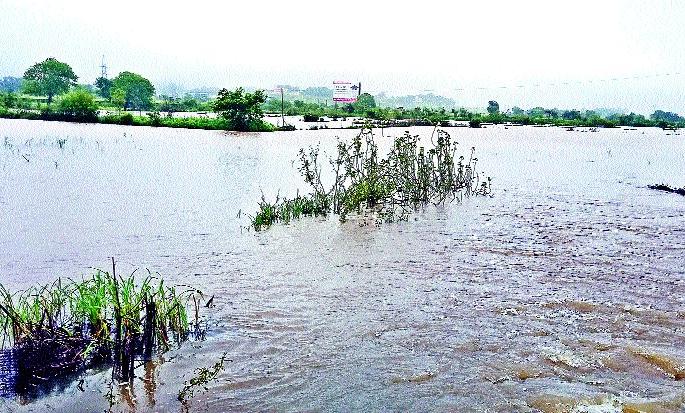 Rice paddy under water | भातशेती पाण्याखाली Rice paddy under water | भातशेती पाण्याखाली