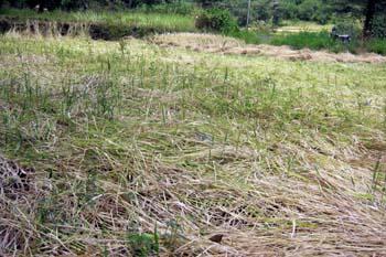 Panchora taluka is in drought drought | पाचोरा तालुका ओल्या दुष्काळाच्या खाईत