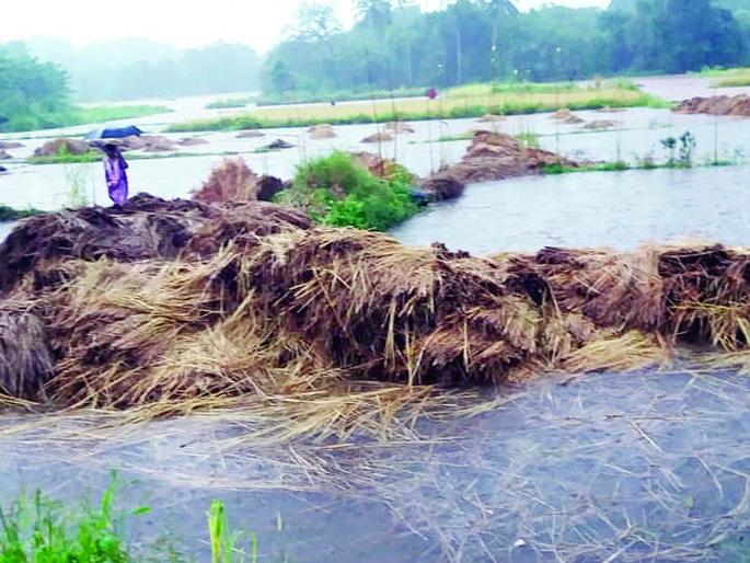 Paddy swallowed by heavy rains, fifty percent of agriculture in Ratnagiri district wasted | अतिवृष्टीने गिळले भात, रत्नागिरी जिल्ह्यात पन्नास टक्के शेती वाया Paddy swallowed by heavy rains, fifty percent of agriculture in Ratnagiri district wasted | अतिवृष्टीने गिळले भात, रत्नागिरी जिल्ह्यात पन्नास टक्के शेती वाया