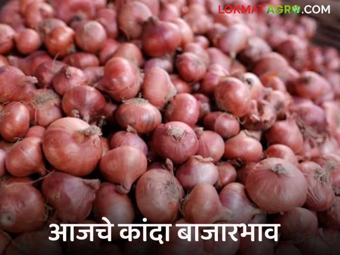 Kanda Bajarbhav red onion market price in Bhusawal market todays Onion rate | Kanda Bajarbhav : भुसावळ बाजारात लाल कांद्याला काय भाव मिळाला? वाचा आजचे बाजारभाव Kanda Bajarbhav red onion market price in Bhusawal market todays Onion rate | Kanda Bajarbhav : भुसावळ बाजारात लाल कांद्याला काय भाव मिळाला? वाचा आजचे बाजारभाव