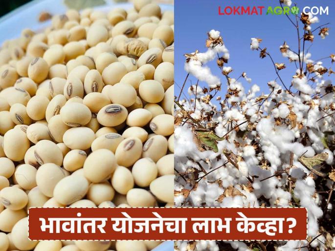 Bhavantar Yojana : Soybean prices plummet in the market; Rs 1,200 less than the guaranteed price! Read in detail | Bhavantar Yojana : बाजारात सोयाबीनचे दर गडगडले; हमीभावापेक्षा १२०० रुपयांनी कमी ! वाचा सविस्तर Bhavantar Yojana : Soybean prices plummet in the market; Rs 1,200 less than the guaranteed price! Read in detail | Bhavantar Yojana : बाजारात सोयाबीनचे दर गडगडले; हमीभावापेक्षा १२०० रुपयांनी कमी ! वाचा सविस्तर