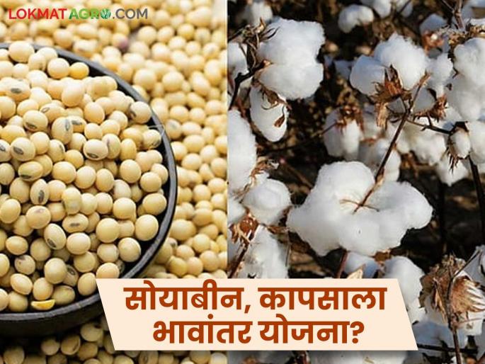 Bhavantara Yojana: latest news Soybean, cotton did not get guaranteed price; Will we get the benefit of Bhavantara Yojana? Read in detail | Bhavantara Yojana : सोयाबीन, कापसाला हमीदर मिळेना; भावांतर योजनेचा लाभ मिळेल का? वाचा सविस्तर Bhavantara Yojana: latest news Soybean, cotton did not get guaranteed price; Will we get the benefit of Bhavantara Yojana? Read in detail | Bhavantara Yojana : सोयाबीन, कापसाला हमीदर मिळेना; भावांतर योजनेचा लाभ मिळेल का? वाचा सविस्तर