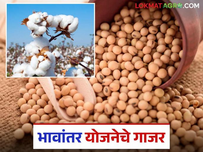 Bhavantar Yojana: Government's Bhavantar Yojana for farmers Read in detail | Bhavantar Yojana : शासनाची भावांतर योजना शेतकऱ्यांसाठी शिमगा वाचा सविस्तर Bhavantar Yojana: Government's Bhavantar Yojana for farmers Read in detail | Bhavantar Yojana : शासनाची भावांतर योजना शेतकऱ्यांसाठी शिमगा वाचा सविस्तर