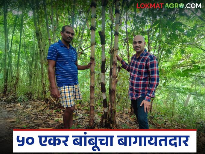 World Bamboo Day : Bhavesh quit his job in the IT sector and started a bamboo farm on 50 acres in his village | World Bamboo Day : भावेशने आयटी क्षेत्रातील नोकरी सोडून गावातच फुलवली तब्बल ५० एकरांवर बांबूची शेती