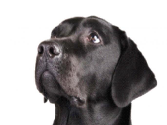 Cataracts aggravated by diabetes in dogs; A 'lens' is surgically implanted in the eye. | मधुमेहामुळे कुत्र्यांमध्ये बळावतोय मोतीबिंदू; शस्त्रक्रिया करून डोळ्यात बसवली जाते ‘लेन्स’ Cataracts aggravated by diabetes in dogs; A 'lens' is surgically implanted in the eye. | मधुमेहामुळे कुत्र्यांमध्ये बळावतोय मोतीबिंदू; शस्त्रक्रिया करून डोळ्यात बसवली जाते ‘लेन्स’