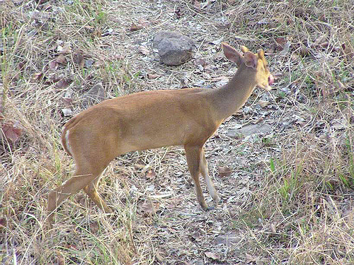 Satara: Swimming in the swimming pool while chasing the dogs | सातारा : कुत्र्यांचा पाठलाग चुकविताना भेकर जलतरण तलावात