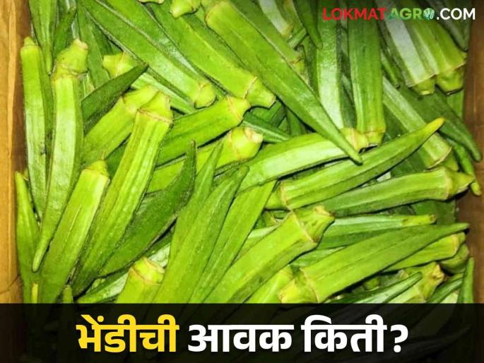 Okra Market: Okra booming in Murbad market! | Okra Market : मुरबाड बाजारात भेंडी तेजीत! Okra Market: Okra booming in Murbad market! | Okra Market : मुरबाड बाजारात भेंडी तेजीत!