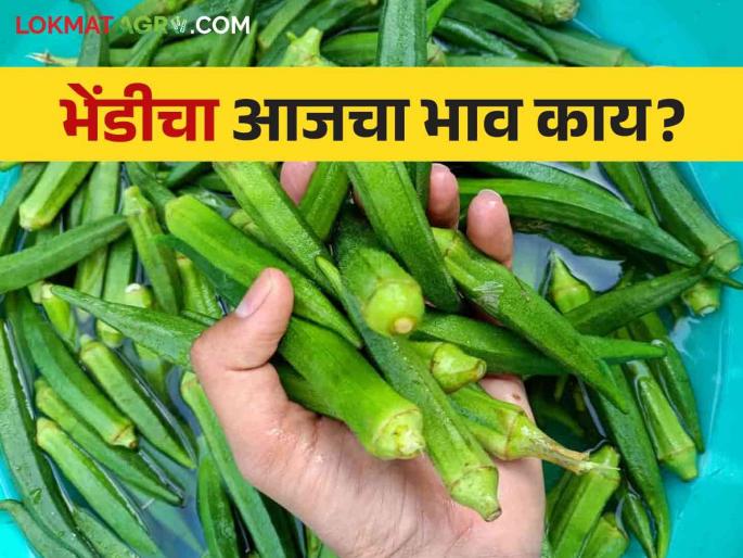 Okra Market: 1000 quintals of okra in Mumbai | Okra Market : भेंडीची मुंबईत हजार क्विंटल आवक Okra Market: 1000 quintals of okra in Mumbai | Okra Market : भेंडीची मुंबईत हजार क्विंटल आवक