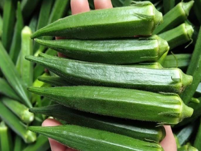 Chhatrapati Sambhajinagar residents love okra; 50 quintals of vegetables are harvested daily | छत्रपती संभाजीनगरवासीयांना आवडते भेंडी; दररोज फस्त करतात ५० क्विंटल भाजी Chhatrapati Sambhajinagar residents love okra; 50 quintals of vegetables are harvested daily | छत्रपती संभाजीनगरवासीयांना आवडते भेंडी; दररोज फस्त करतात ५० क्विंटल भाजी