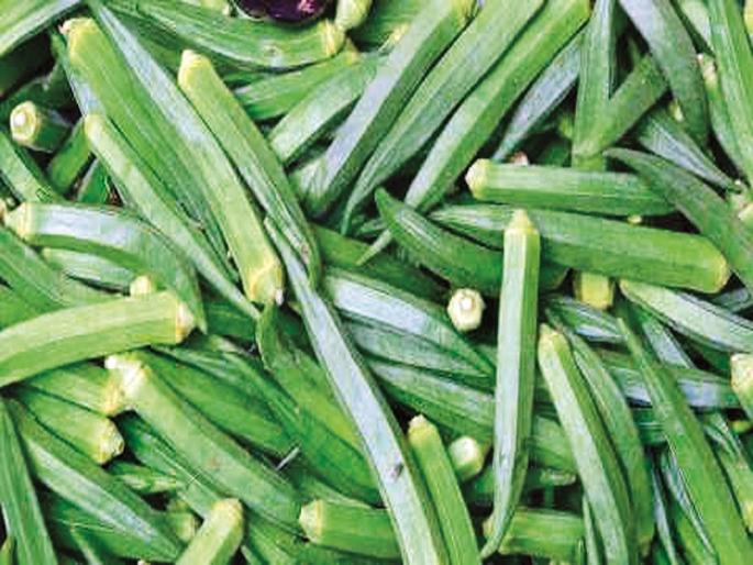 Due to increase in arrivals in Pune, there is a slight reduction in okra rates | पुण्यात आवक वाढल्याने भेंडीच्या दरात किंचित घट Due to increase in arrivals in Pune, there is a slight reduction in okra rates | पुण्यात आवक वाढल्याने भेंडीच्या दरात किंचित घट
