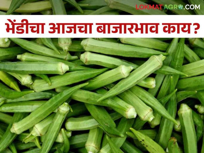 Okra Market: Did Okra get a good price in the market? | Okra Market : बाजारात भेंडीला मिळाले का चांगले भाव ? Okra Market: Did Okra get a good price in the market? | Okra Market : बाजारात भेंडीला मिळाले का चांगले भाव ?