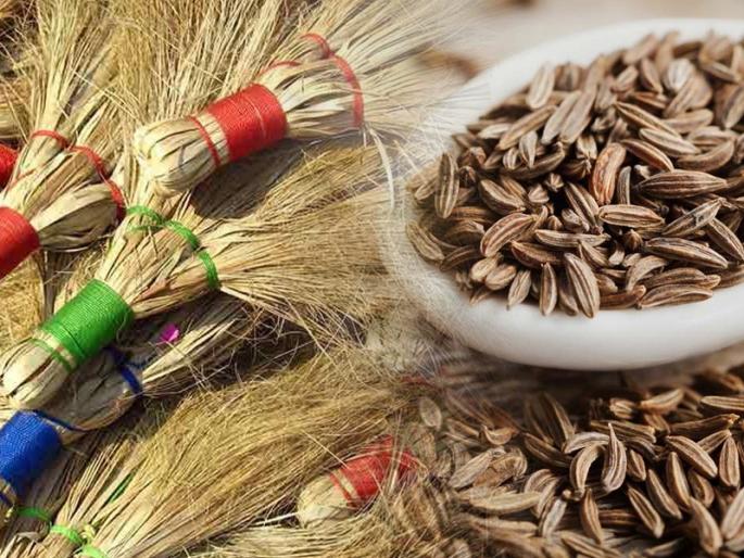 Identify the adulteration in cumin you use. There can be broom sawdust in the cumin. | तुम्ही वापरत असलेल्या जिऱ्यात झाडूचा भुसा तर नाही? कशी ओळखाल भेसळ? जाणून घ्या... Identify the adulteration in cumin you use. There can be broom sawdust in the cumin. | तुम्ही वापरत असलेल्या जिऱ्यात झाडूचा भुसा तर नाही? कशी ओळखाल भेसळ? जाणून घ्या...