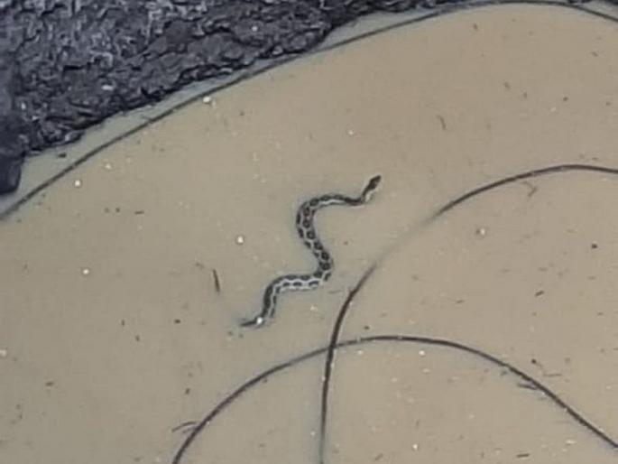 A ghonas snake, 50 feet deep in well, escape by forest development | 50 फूट खोल विहिरीत पडला घोणस साप, सुटकेसाठी वापरली भन्नाट आयडिया A ghonas snake, 50 feet deep in well, escape by forest development | 50 फूट खोल विहिरीत पडला घोणस साप, सुटकेसाठी वापरली भन्नाट आयडिया